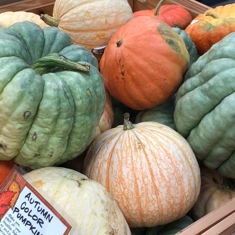 Meet your Posher, Halle